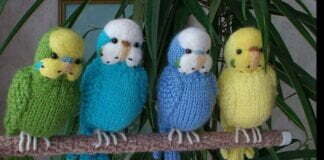 Crochet Parakeet ideas
